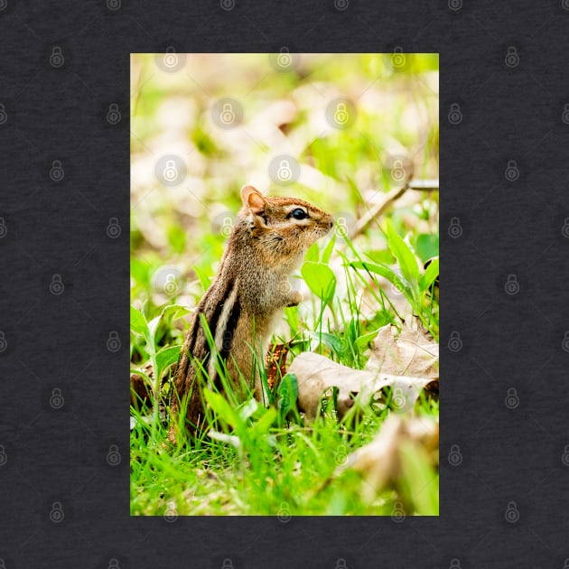 Curious Little Chipmunk in the Grass Photograph by love-fi